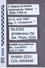Etikette zu Silesis grisescens (Candèze, 1893) (NHMW-ZOO-COL-0008498)
